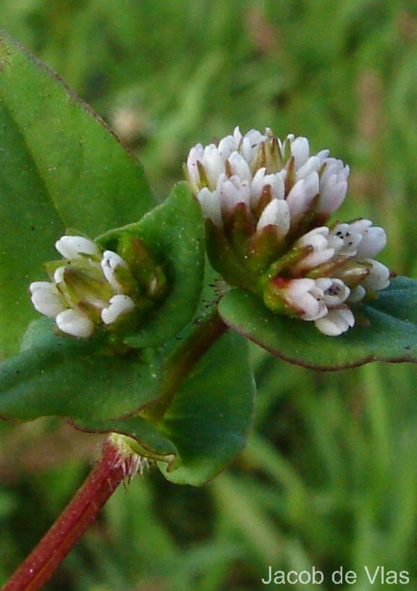 Persicaria nepalensis (Meisn.) H.Gross